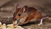 24 Hour & Emergency Exterminators in Marion, WI